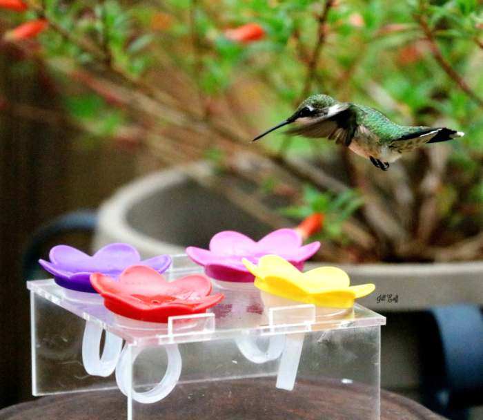 Hummer Ring™ Hummingbird Feeder Trainer with Rings
